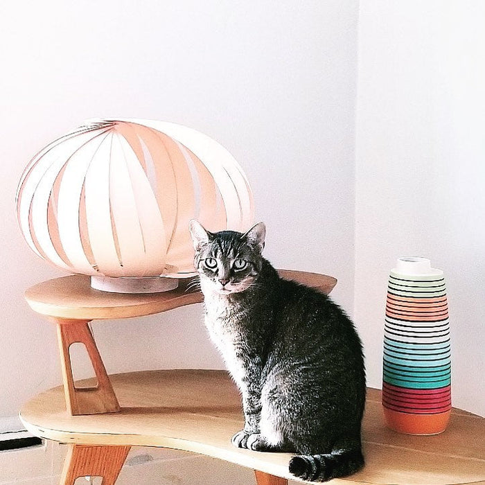 Caracol / merisier blanc