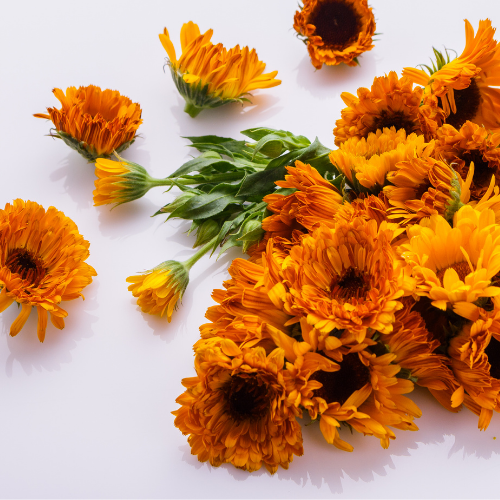 huile de soin - arnica