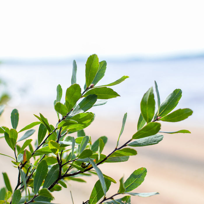 Plant de myrique baumier dans son habitat naturel.