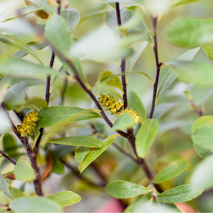 Plant de myrique baumier dans son habitat naturel.
