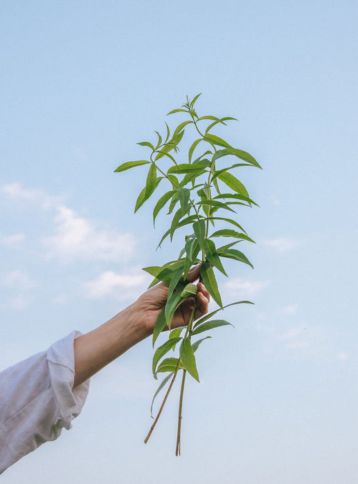 Pain nettoyant exfoliant à la verveine du québec