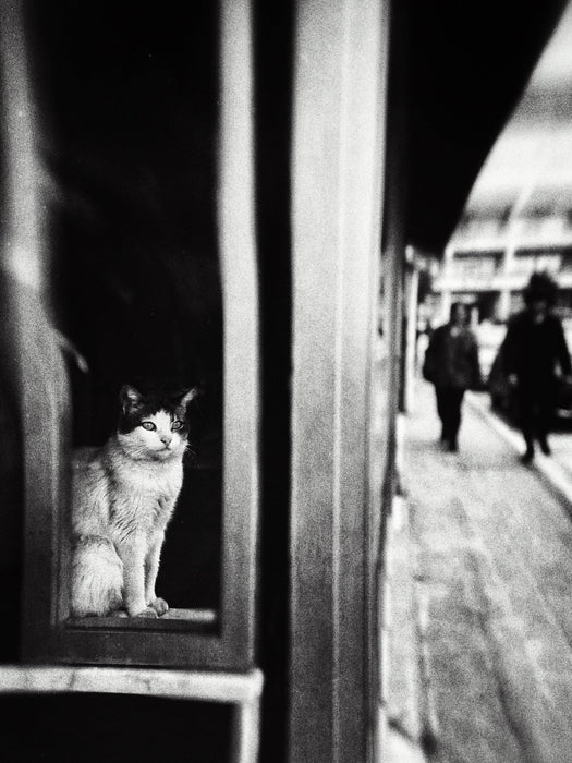 Cartes postales 5x7 (lot de 5) par yalim vural 7