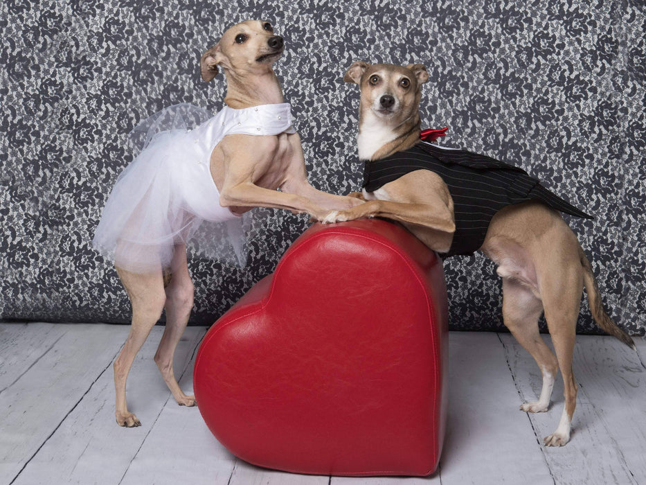 Toxedo zuko noir ligné blanc pour chien pour anniversaire, mariage, fête ou autre occasion