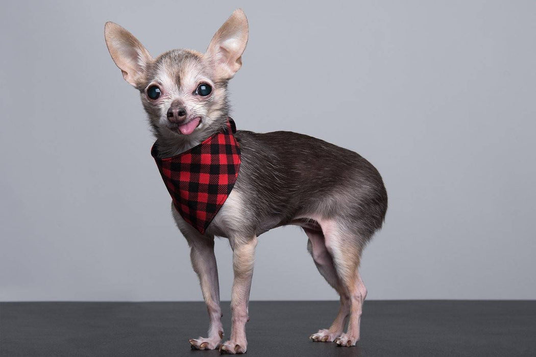 Bandana foulard buffalo à carreaux noirs et rouges pour chien