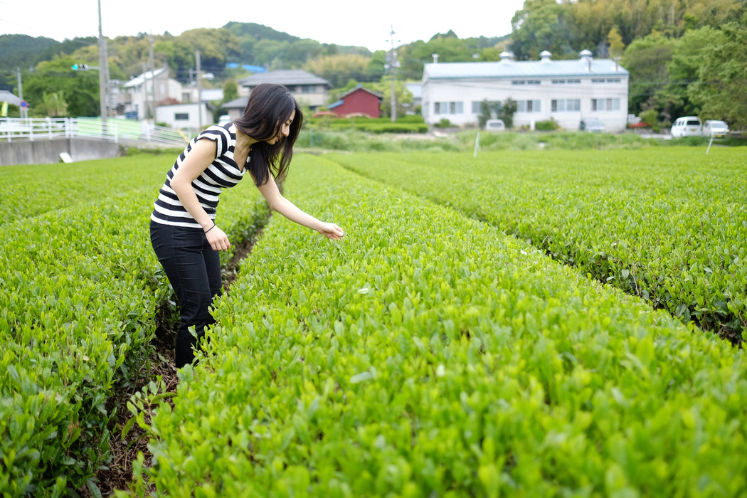 Thé vert sakao genmaicha / sakao green tea genmaicha