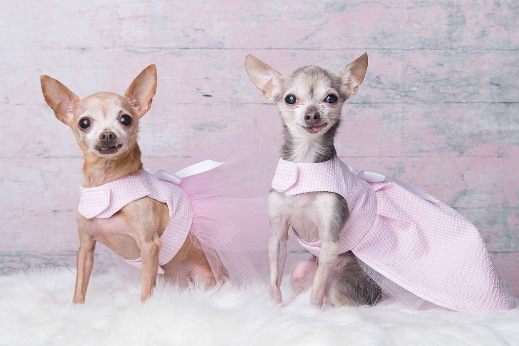 Robe pour chiens rose pâle lignée blanc printemps-été 2019 versions tutu ou jupe longue xxxs, xxs, xs, s, m et l +