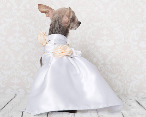 Robe tutu pour chiens à pois blancs sur fond de couleur, pâques et pri — Ma  Zone Québec