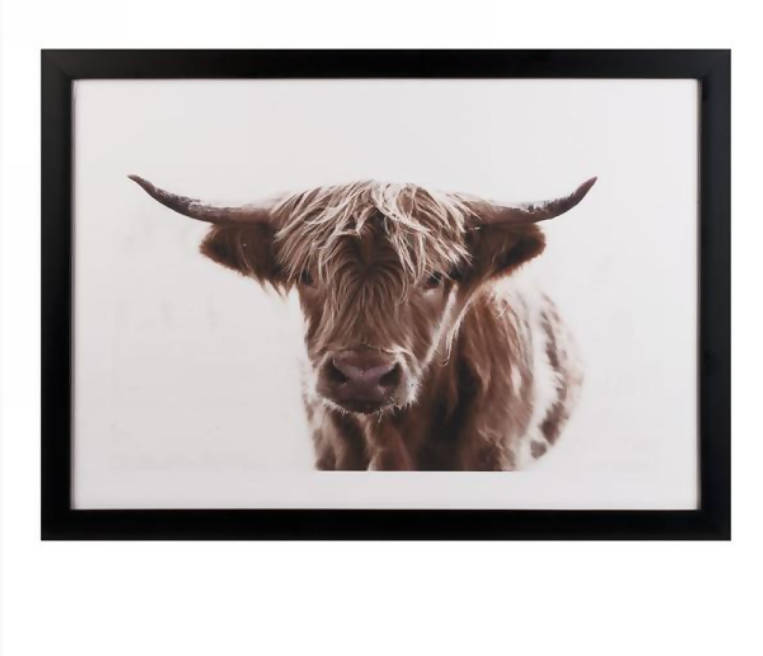 Cadre vache highland