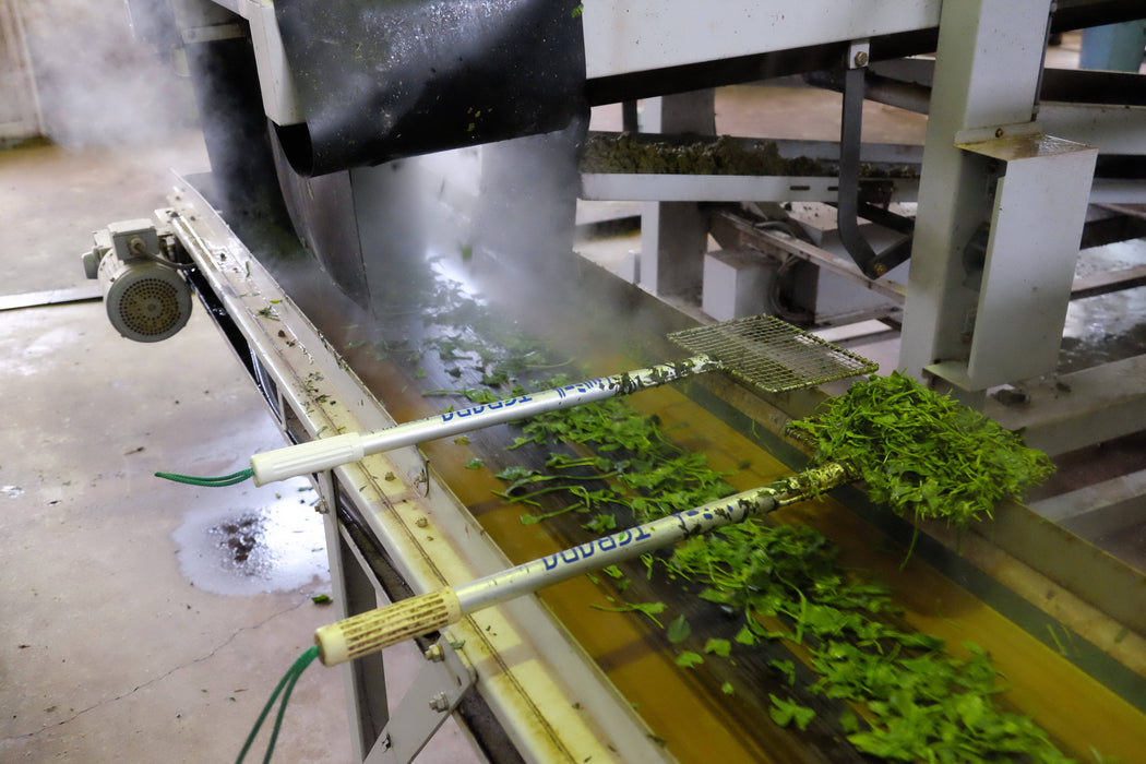 Thé vert sakao genmai-cha avec matcha / sakao green tea genmai-cha with matcha