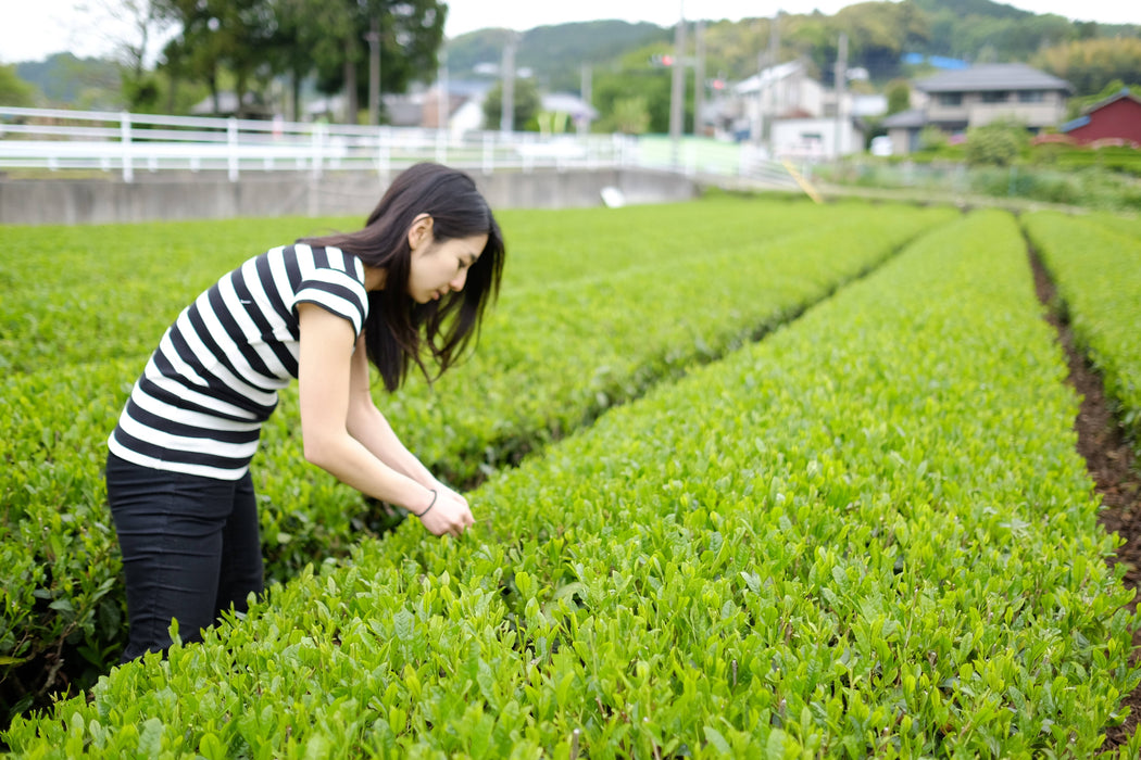 Thé vert sakao fukamushi-cha / sakao green tea fukamushi-cha