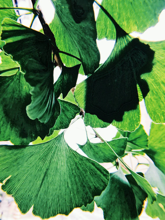 Cartes postales 5x7 (lot de 5) par véronique l'écuyer 1