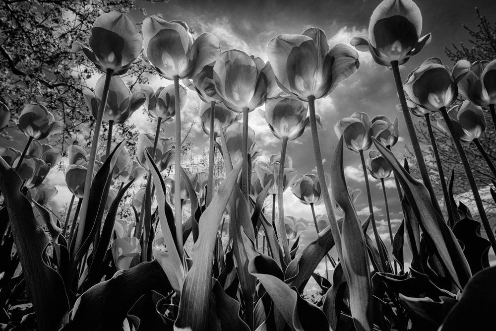 Tulipes par daniel limoges