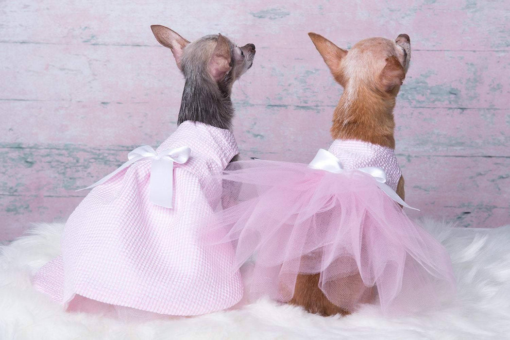 Robe pour chiens rose pâle lignée blanc printemps-été 2019 versions tutu ou jupe longue xxxs, xxs, xs, s, m et l +