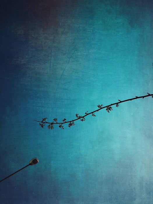 Cartes postales 5x7 (lot de 5) par yalim vural 5