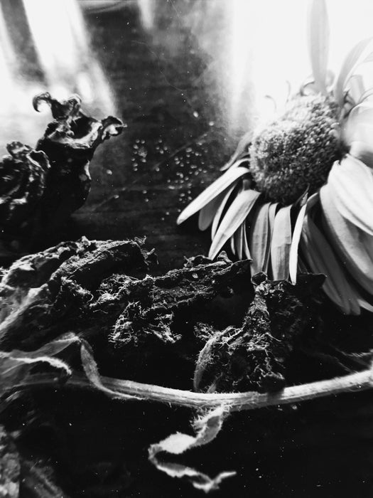 Fleur par véronique l'écuyer