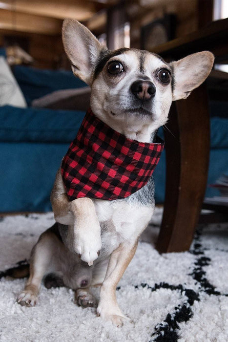 Bandana foulard buffalo à carreaux noirs et rouges pour chien