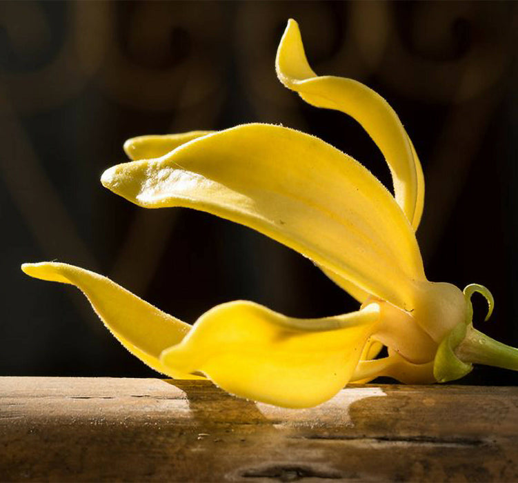 Relax 〰️ lavande + ylang ylang + bergamote + eucalyptus + menthe poivrée + orange