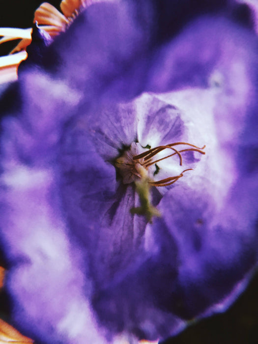 Cartes postales 5x7 (lot de 5) par véronique l'écuyer 1