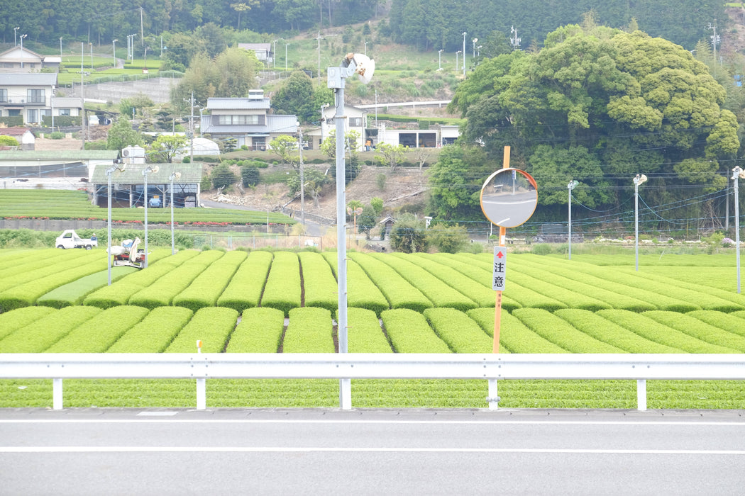 Thé vert sakao fukamushi-cha / sakao green tea fukamushi-cha