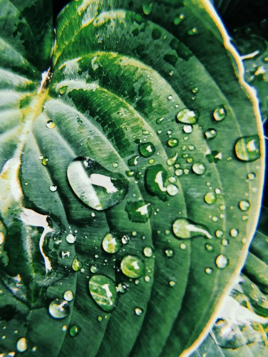 Cartes postales 5x7 (lot de 5) par véronique l'écuyer 1