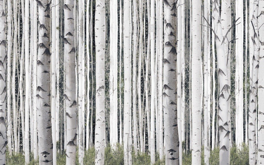 BIRCH TREE MURAL walldecor-wallmurals WYNIL Pre-Pasted Wallpaper 17.5' W x 8.5' H / 5.2m L x 2.5m H 