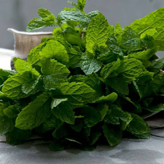 Relax 〰️ lavande + ylang ylang + bergamote + eucalyptus + menthe poivrée + orange