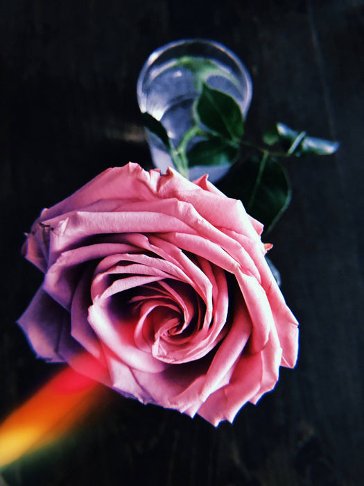 Cartes postales 5x7 (lot de 5) par véronique l'écuyer 1