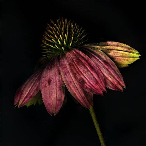 Cartes postales 5x7 (lot de 5) par daniel guy