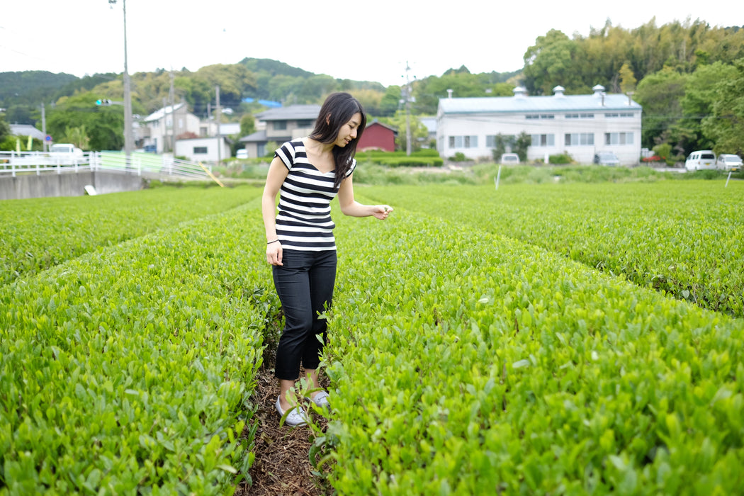Thé vert sakao genmai-cha avec matcha / sakao green tea genmai-cha with matcha