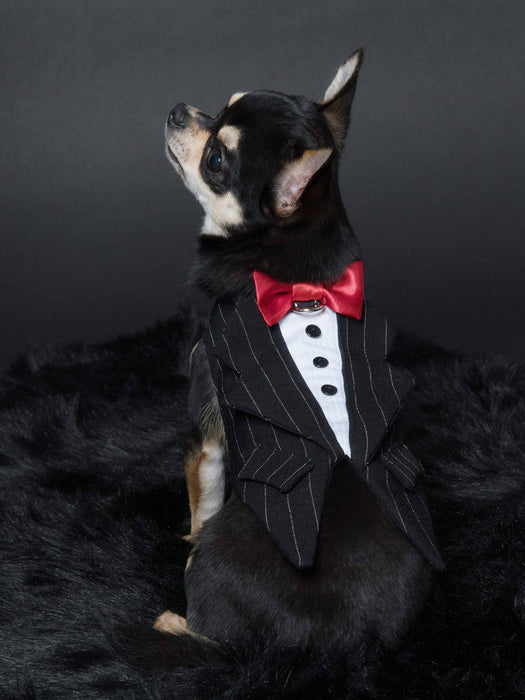 Toxedo zuko noir ligné blanc pour chien pour anniversaire, mariage, fête ou autre occasion
