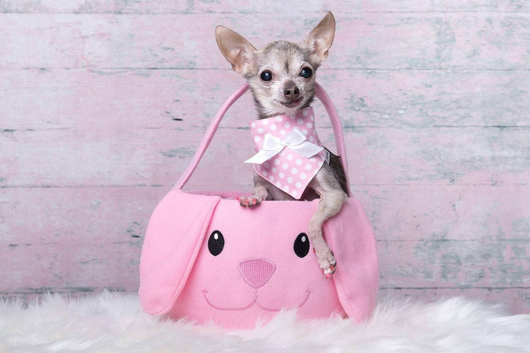 Bandanas de pâques et du printemps pour chiens à pois blancs sur fond de couleur, plusieurs couleurs disponibles