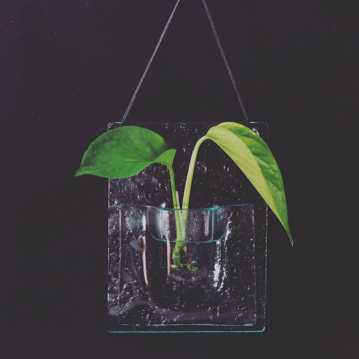 Vase pour enracinement de plantes/fleurs séchées/verre recyclé/vase à bouturer