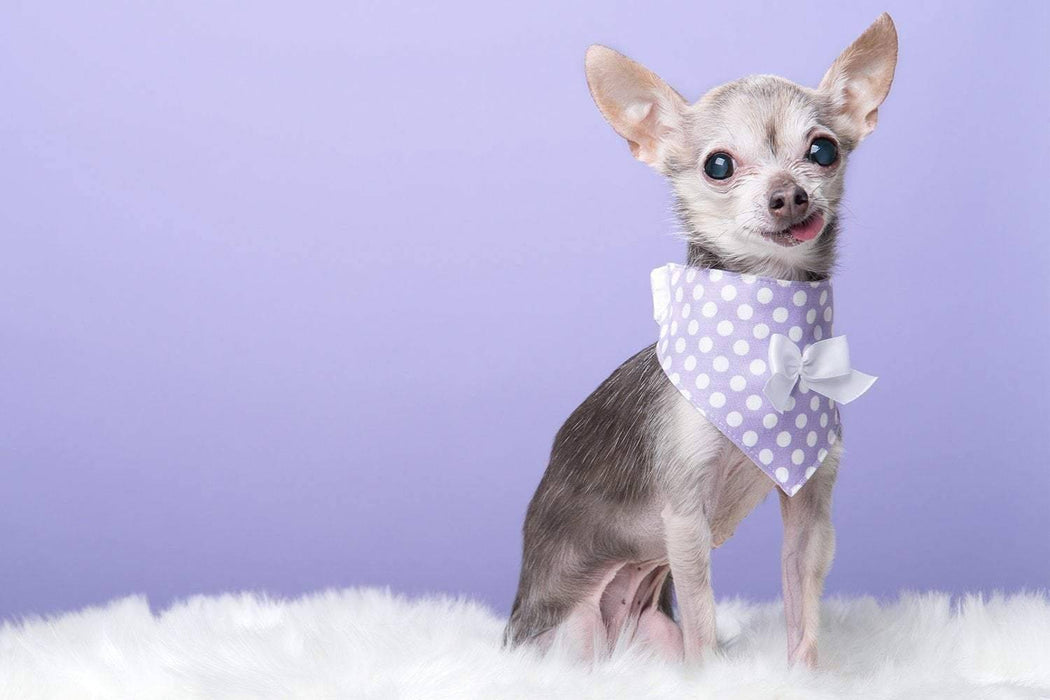 Bandanas de pâques et du printemps pour chiens à pois blancs sur fond de couleur, plusieurs couleurs disponibles